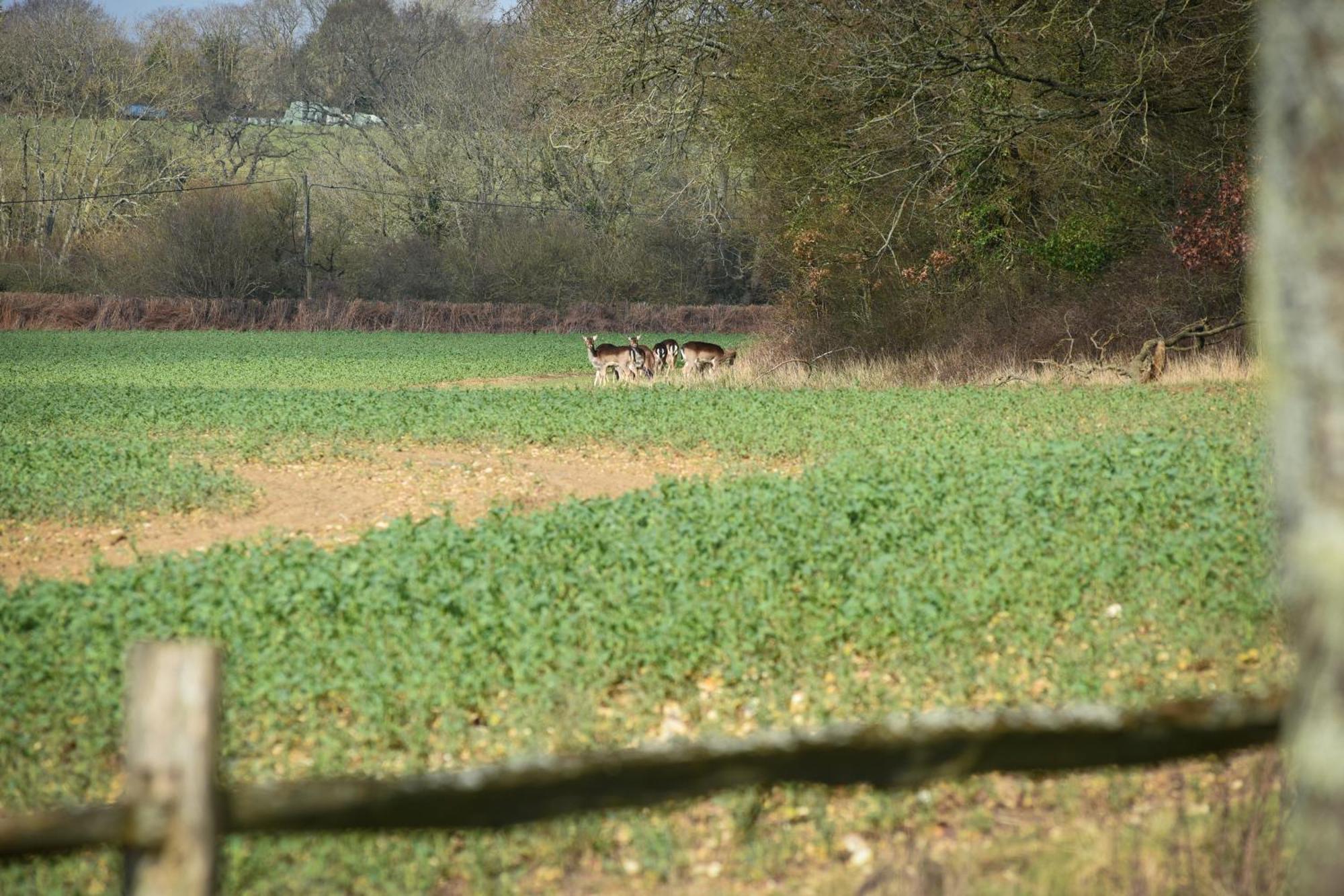 Westbourne  Air Maison - The Cow Shed Wow Factor Countryside Retreat מראה חיצוני תמונה